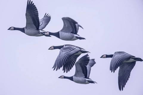 White-fronted Geese, Barnacle Geese (Branta leucopsis), flying, East Frisia, Lower Saxony, Germany,
