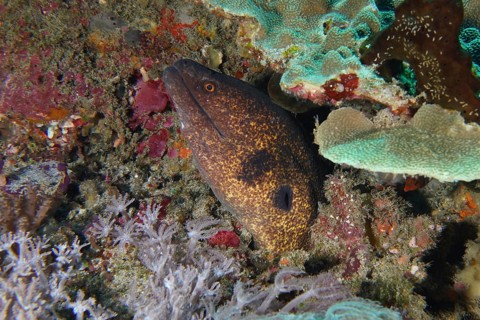 A sooty moray eel (Gymnothorax flavimarginatus) hides well camouflaged among the corals, dive site