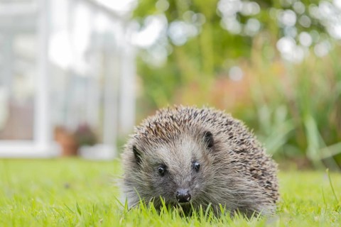 European hedgehog (Erinaceus europaeus) adult animal on an urban garden grass lawn with a
