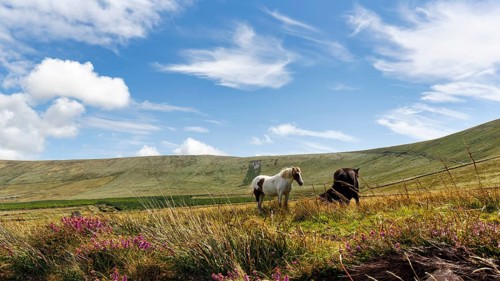 Tinker, Irish Cob, Gypsy Cob, grazing in a meadow, Iveragh Peninsula, Tinker, Irish Cob, Gypsy Cob,