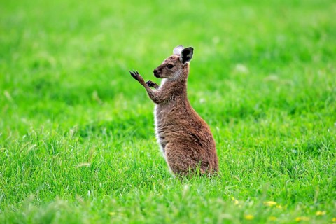 Kangaroo Island grey kangaroo (Macropus fuliginosus fuliginosus), young animal, Kangaroo Island,