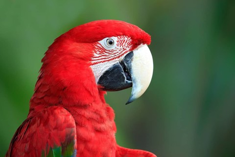 Green-winged Macaw (Ara chloroptera), adult, portrait, in perch, South America