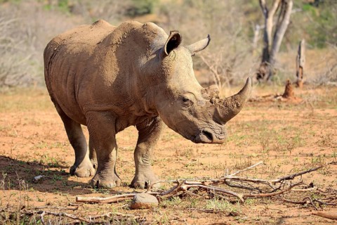 White rhino, white rhino (Ceratotherium simum), adult foraging, Hluhluwe Umfolozi National Park,