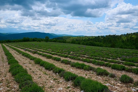 Lavender field (Lavendula), planted in rows, in summer, Sault, Department Vaucluse, Provence,