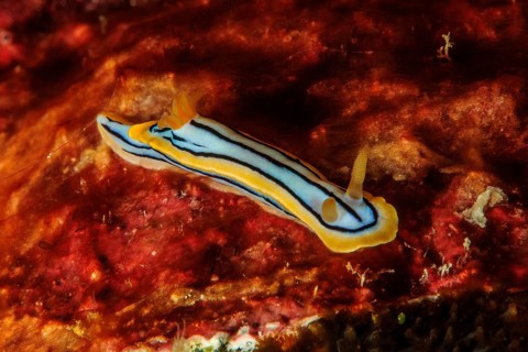 Tropical thread nudibranch (Chromodoris elisabethina) Thread nudibranch, Pacific Ocean, Yap Island,
