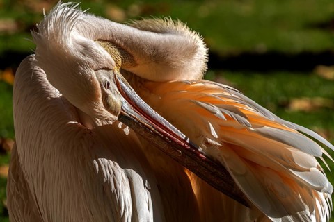 Pelican (Pelecanidae, Pelecanus), preens itself, a, captive, Germany, Europe
