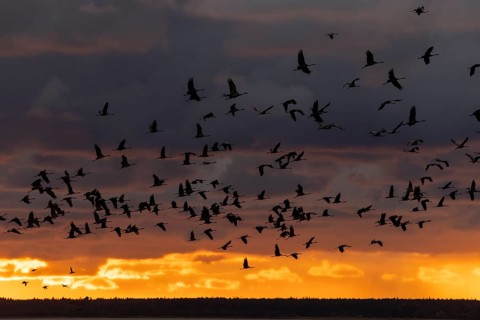 Silhouettes of cranes in the evening sky flying in large numbers in front of a glowing sunset,