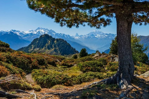 Hiking on the Moranenweg, tree, pine, Riederalp, tourism, hiking, hike, blue sky, Matterhorn,