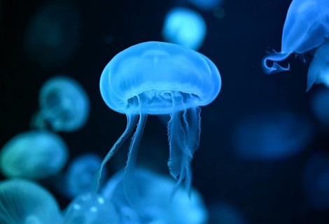 Moon jellyfish (Aurelia aurita) in a tank of the Bang Saen Aquarium, Chonburi Province, Thailand,