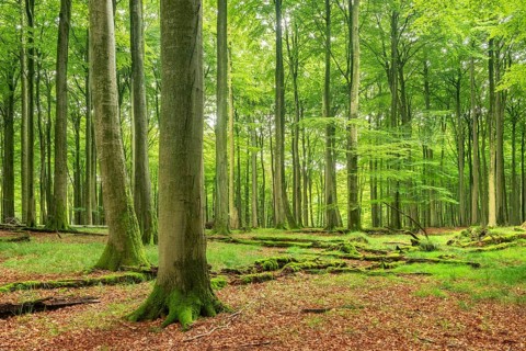 Near-natural old beech forest (Fagus sp.), deadwood lying on the ground, Stubnitz forest area,