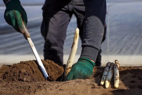 Wesel, North Rhine-Westphalia, Germany, Harvest workers from Eastern Europe harvest the first
