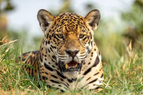 Jaguar (Panthera onca), lying in the grass, North Pantanal, Poconé, Mato Grosso, Brazil, South