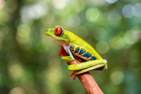 Red-eyed tree frog (Agalychnis callidryas), sitting on a branch, Heredia province, Costa Rica,