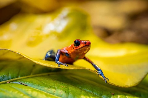 Strawberry frog (Oophaga pumilio) sitting on a yellow leaf, Heredia province, Costa Rica, Central