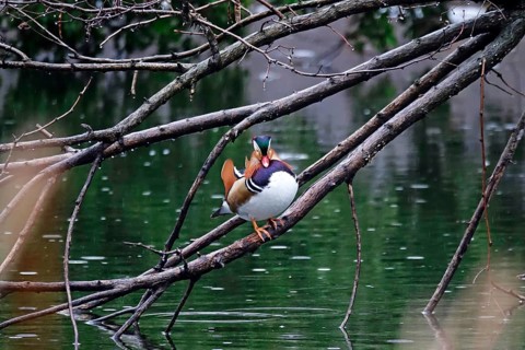 Mandarin duck on a branch at a lake, winter, Germany, Europe