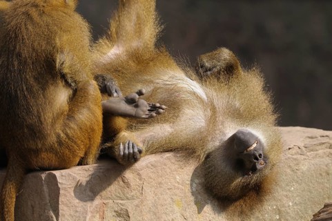 A baboon lying relaxed on a rock with its feet up Guinea baboon (Papio papio), captive, Germany,