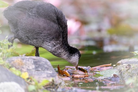 Eurasian Coot chicks (Fulica atra) standing in the water at the edge of the bank, drinking, profile