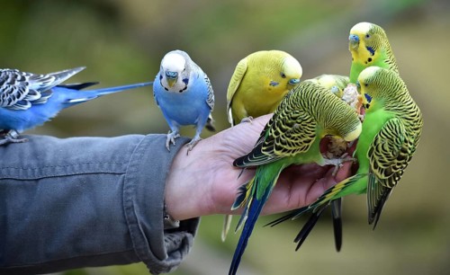 Budgerigars (Melopsittacus undulatus) on one hand