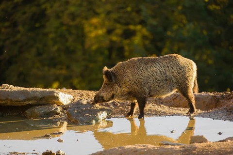 A wild boar or wild pig (Sus scrofa), drinks water from a small pool, In the background you can see