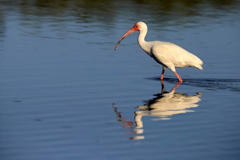 Snowy Ibis, (Eudocimus albus), adult, in the water, foraging, Merritt Island, Black Point Wildlife