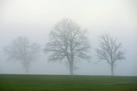 English oaks (Quercus robur, Quercus petraea), in the fog, Lindenberg, Schlatt, Canton Lucerne,