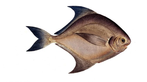 Fish, Fish, Genus of ray-finned fish from the butterfish family, Stromateus argenteus, Historical,