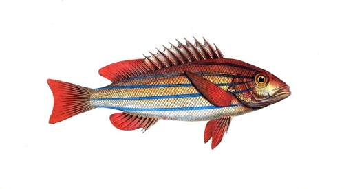 Fish, fishes, genus of hussar fishes, Holocentrus quinquelinearis, the five-striped Sogo, the