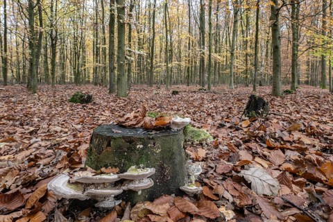Humpbacked tramet (Trametes gibbosa) in autumnal beech forest (Fagus sylvatica), Emsland, Lower