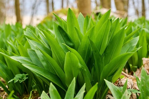 Wild garlic (Allium ursinum) growing in a forest in spring, Bavaria, Germany, Europe