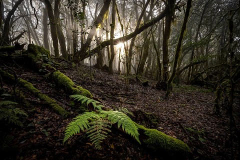 Cloud forest, laurel forest, Garajonay National Park, UNESCO World Heritage Site, La Gomera, Canary