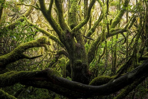 Laurel trees with mosses and lichens in the cloud forest near Laguna Grande. Garajonay National