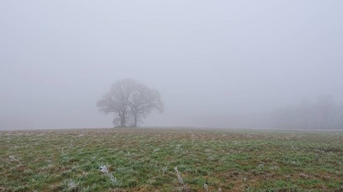 Foggy landscape with three trees and in the foreground frozen grasses in a meadow, landscape photo,