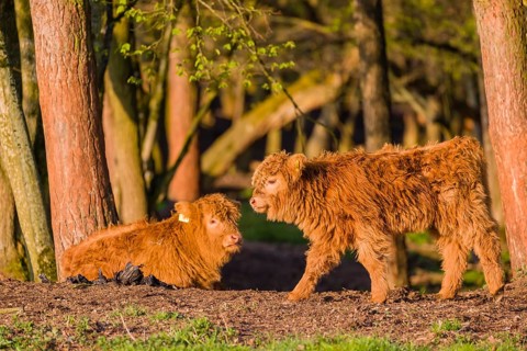 Two Highland calves (Bos primigenius) taurus) stand at a forest edge