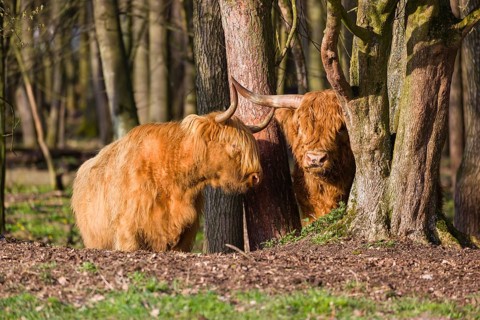 One Highland bull and a cow (Bos (primigenius) taurus) stand in a forest