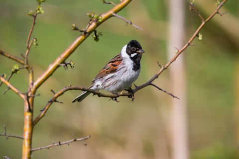 Reed Bunting, (Emberiza schoeniclus), adult male in breeding plumage, perched on a twig, Hesse,