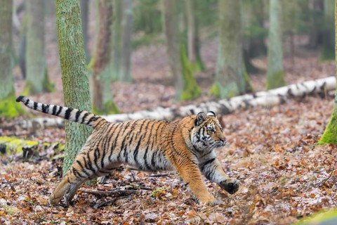 One young female Siberian Tiger, Panthera tigris altaica, running thru a forest
