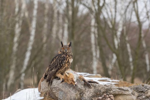 One Eurasian Eagle Owl, Bubo bubo, perched on a carcass of a red fox lying on a rock. A forest in