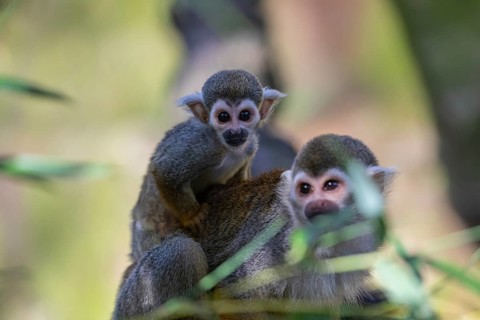 One female Central American squirrel monkey, Saimiri oerstedii, carrying her baby. Green vegetation