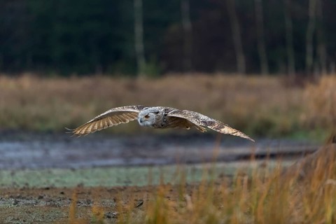 One Siberian Eagle Owl (Bubo bubo sibiricus) flying over tall reed grass lakeshore on an autumnal