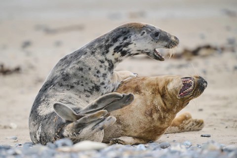 Grey seal (Halichoerus grypus) playing with each other on the beach, Düne, Helgoland,