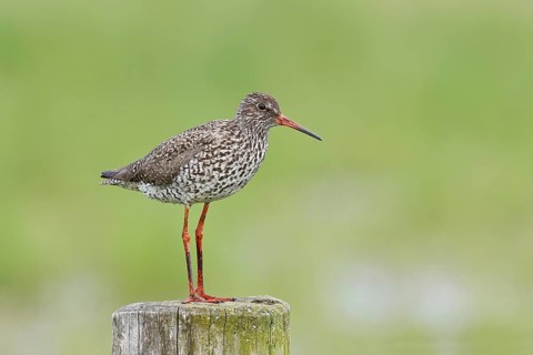 Redshank (Tringa totanus) standing on a pasture fence post, snipe bird, spring, wildlife, Hüde,