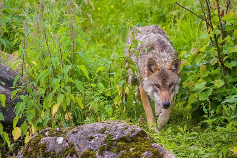 A eurasian gray wolf (Canis lupus lupus) walks down a grassy hill