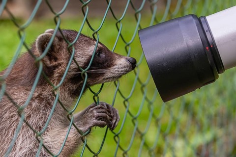 One captive young Raccoon, Procyon lotor, standing behind a fence, playing with a photographers