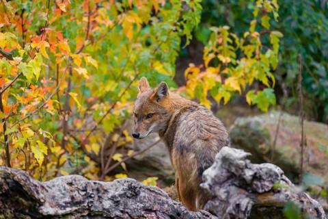 One golden jackal (Canis aureus) stands on a fallen tree trunk. Behind him is a tree in intense