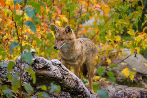 One golden jackal (Canis aureus) stands on a fallen tree trunk. Behind him is a tree in intense