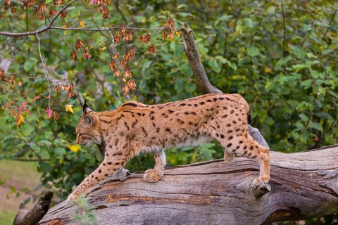 A Eurasian lynx (Lynx lynx) runs down a dead tree lying at an angle