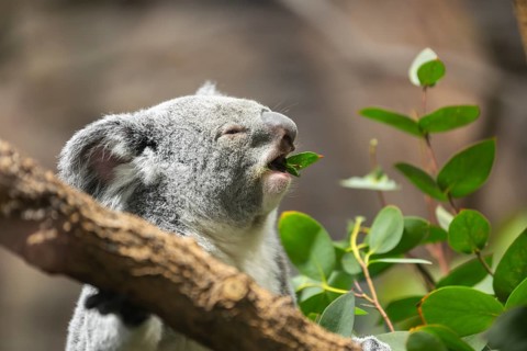 Koala (Phascolarctos cinereus) sitting on a tree, captive, distribution South Australia, Australia,