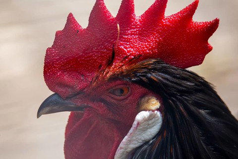 Close-up of a cockerel