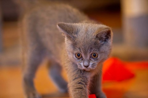 Close-up of a twelve-week-old BKH kitten (British Shorthair)