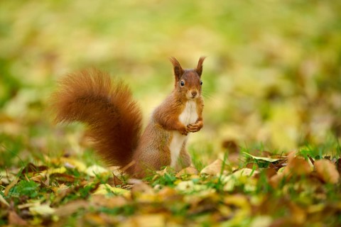 Eurasian squirrel (Sciurus vulgaris), standing in a meadow full of autumn leaves with colourful